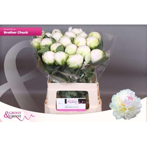 Paeonia Brother Chuck | Xxl