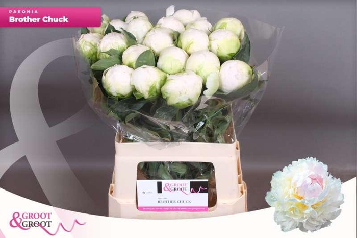 <h4>Paeonia Brother Chuck | Xxl</h4>