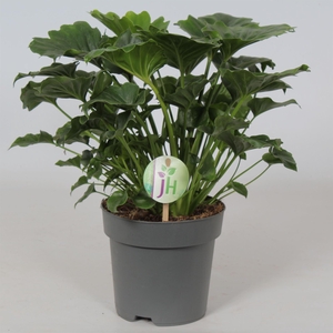 Philodendron   ...