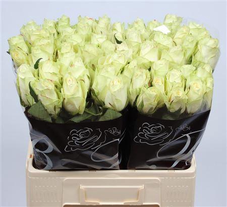 <h4>R Gr Athena</h4>