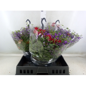 Hanging baskets