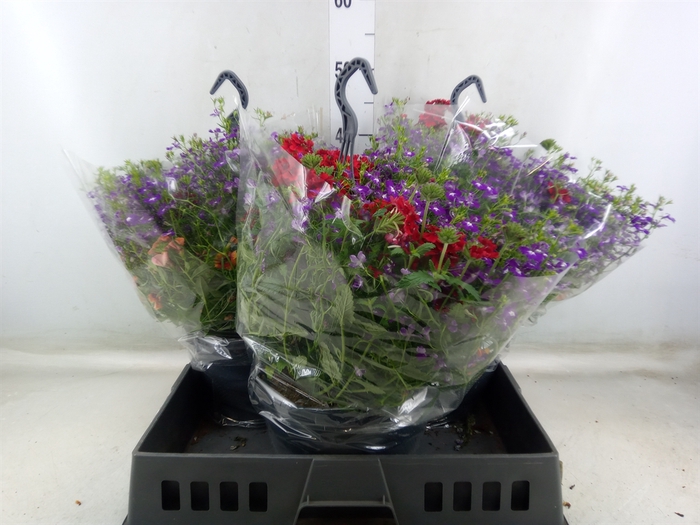 <h4>Hanging baskets</h4>