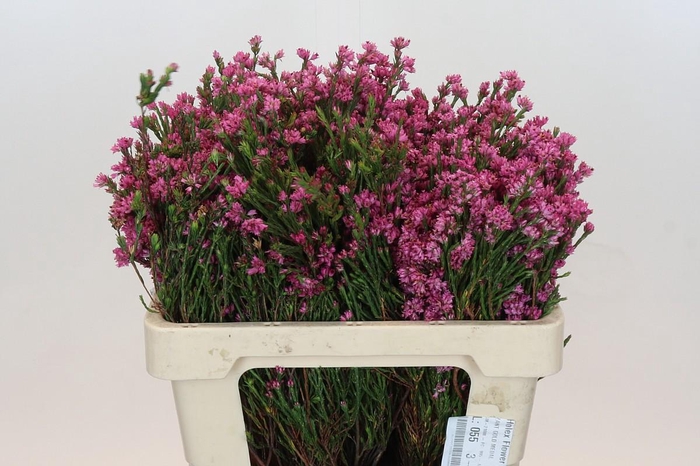 Cape Green Erica Pink