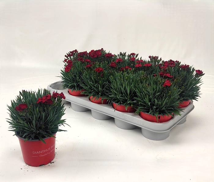 <h4>DIAN CA PEMAN RED</h4>