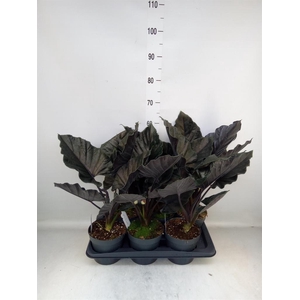 Alocasia  'Antoro Velvet'