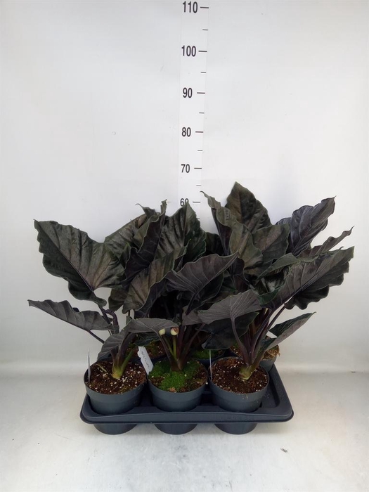 <h4>Alocasia  'Antoro Velvet'</h4>