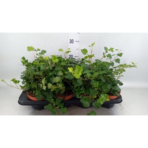 Hedera helix 'Ingelise'