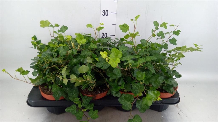 <h4>Hedera helix 'Ingelise'</h4>