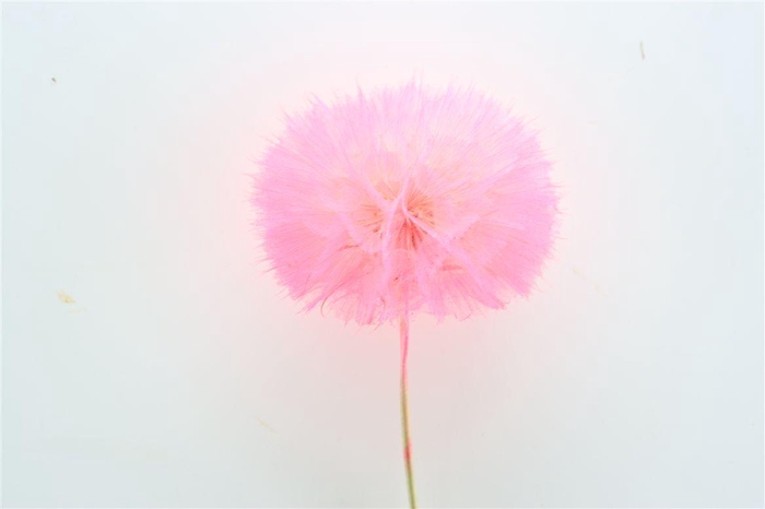 <h4>Pres Puste Flower Pink</h4>