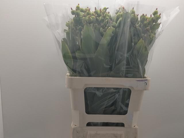 CANNA ZD