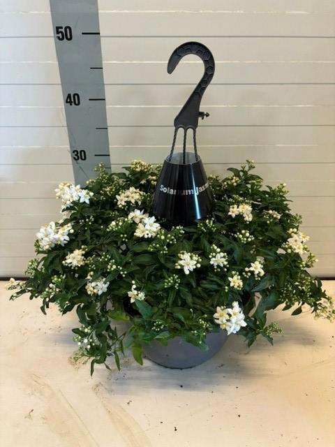 <h4>SOLANUM JASMINOIDES</h4>
