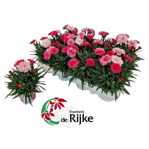 <h4>Mini Dianthus IloveU</h4>