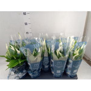 Spathiphyllum  'Bellini'