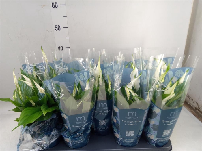 <h4>Spathiphyllum  'Bellini'</h4>