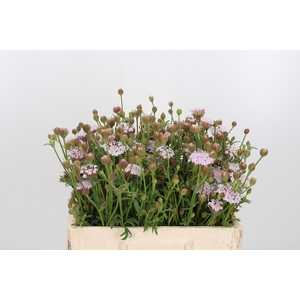 Didiscus Roze