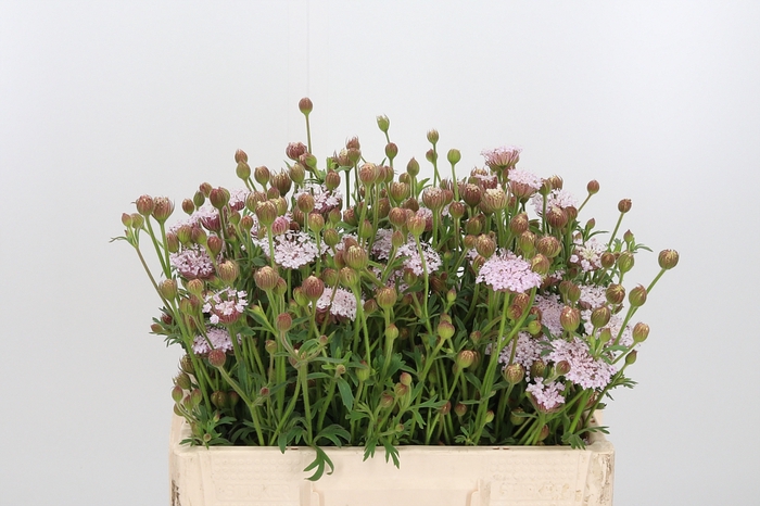 <h4>Didiscus Roze</h4>