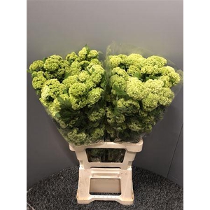 Viburnum Opulus Cm 70