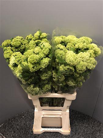 <h4>Viburnum Opulus Cm 70</h4>