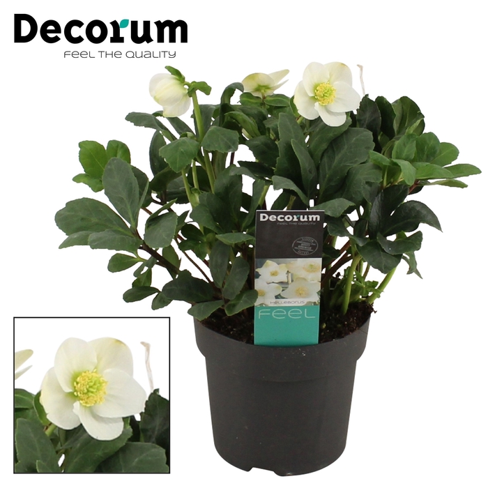 Helleborus mont blanc Decorum (L) met etiket