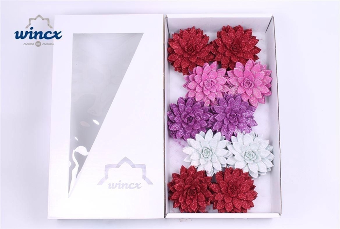 Echeveria Glitter Love Mix (wincx) Cutflower