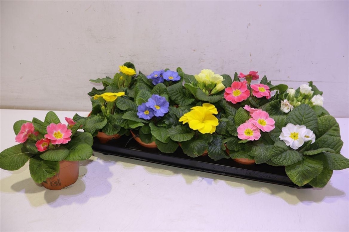 <h4>arr8 Prim Ac Overig</h4>