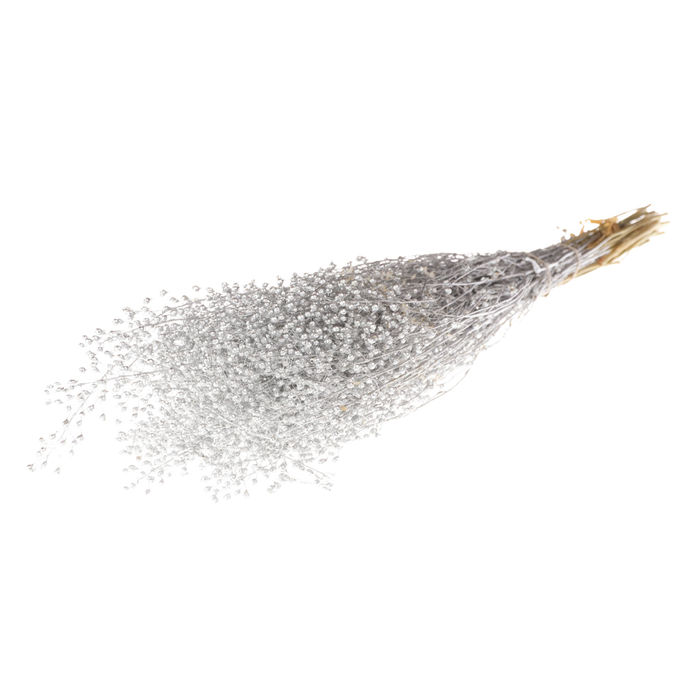 <h4>Lepidium Atraxa Silver</h4>