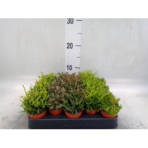 Rhipsalis   ...mix