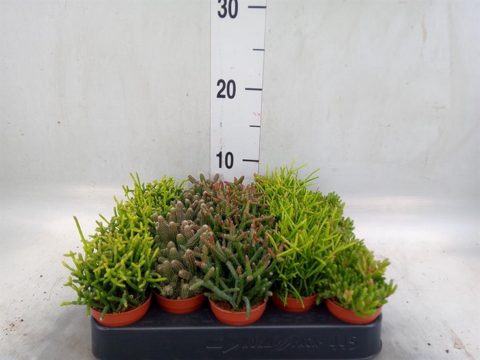 <h4>Rhipsalis   ...mix</h4>