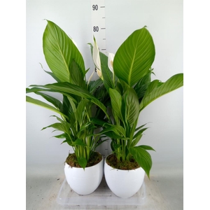 Spathiphyllum  'Bingo Cupido'