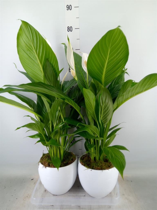 <h4>Spathiphyllum  'Bingo Cupido'</h4>