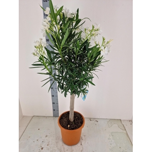 NERI OLEANDER