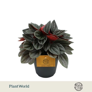 Peperomia Santorini 12cm