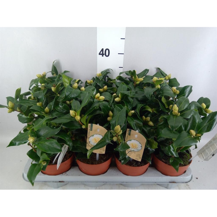 <h4>Camellia japonica 'Brushfield Yell'</h4>
