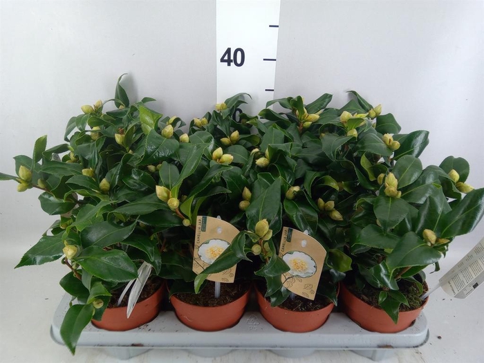 Camellia japonica 'Brushfield Yell'