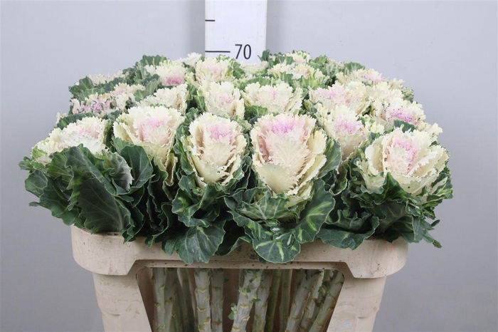 Brass Empire Akilina