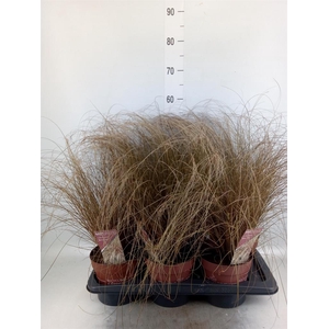 Carex comans 'Bronze Form'
