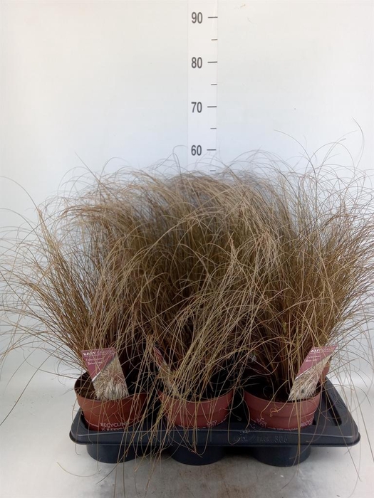 <h4>Carex comans 'Bronze Form'</h4>