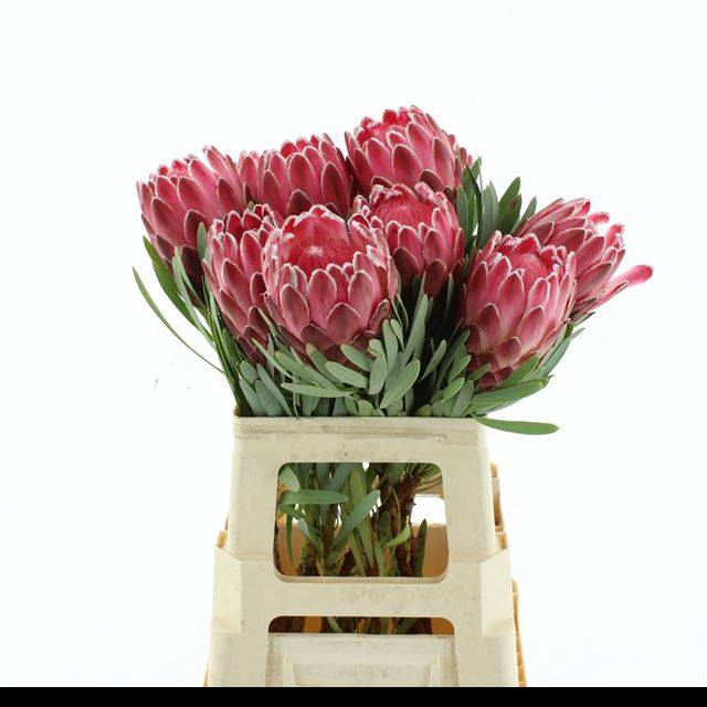 <h4>PROTEA VENUS</h4>