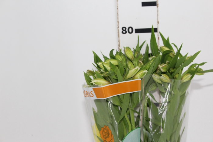 <h4>ALSTROEMERIA PRESTIGE 080 CM BRANCO</h4>