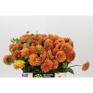Dahlia Cornel Bronze