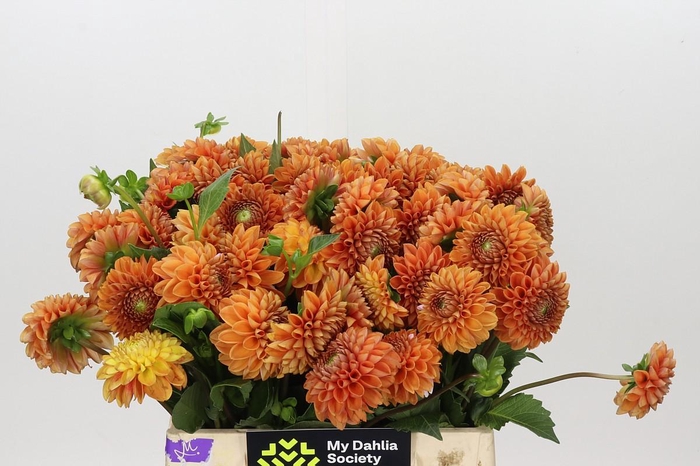 <h4>Dahlia Cornel Bronze</h4>