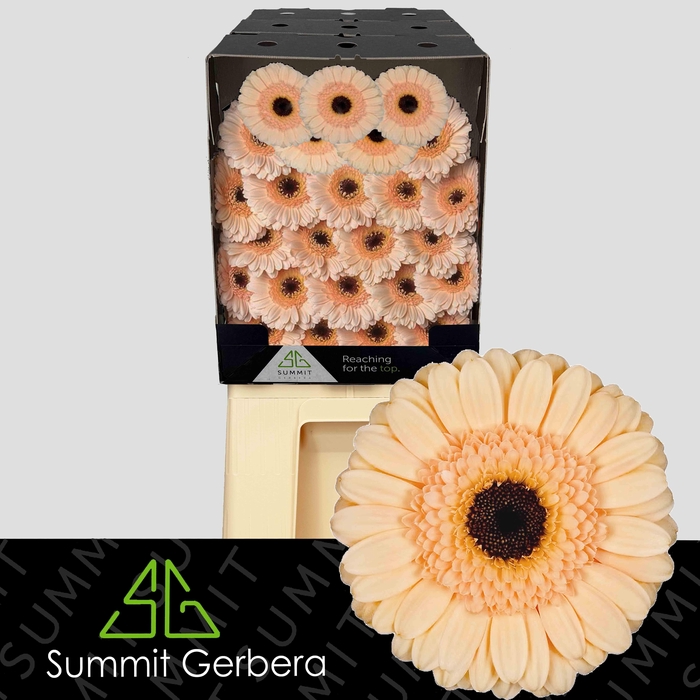 <h4>Germini Cafe Diamond</h4>