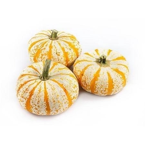 CUCURBITA PEPO