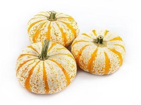<h4>CUCURBITA PEPO</h4>