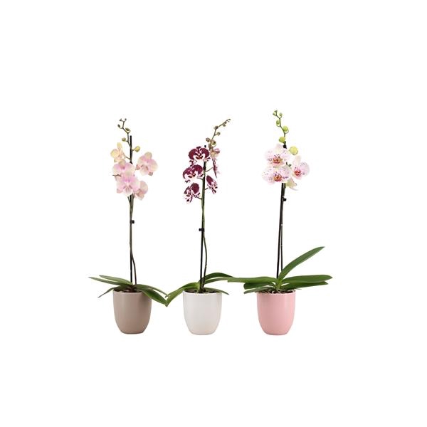 <h4>Hugo Hotel Mix Phal Mix 1T9+</h4>