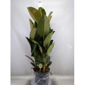 Ficus elastica 'Robusta'