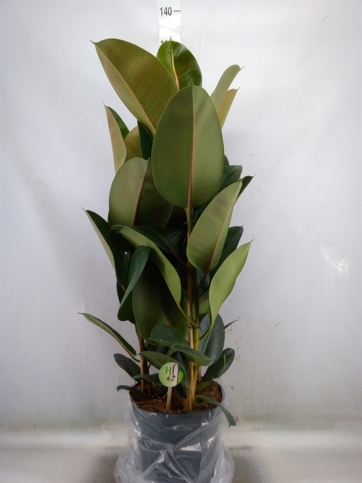 <h4>Ficus elastica 'Robusta'</h4>
