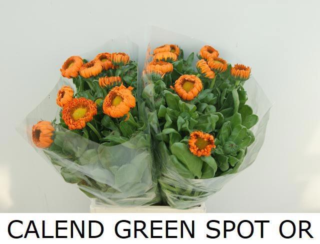 <h4>CALEND GREEN SPOT OR</h4>