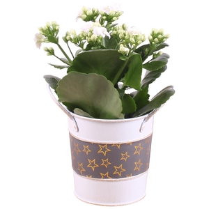 Christmas Arr.Indoor Zinc Pot round star design ø10 1PP