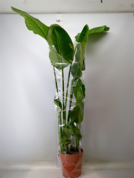 <h4>Strelitzia nicolai</h4>